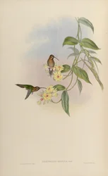 Phaethornis idaliae